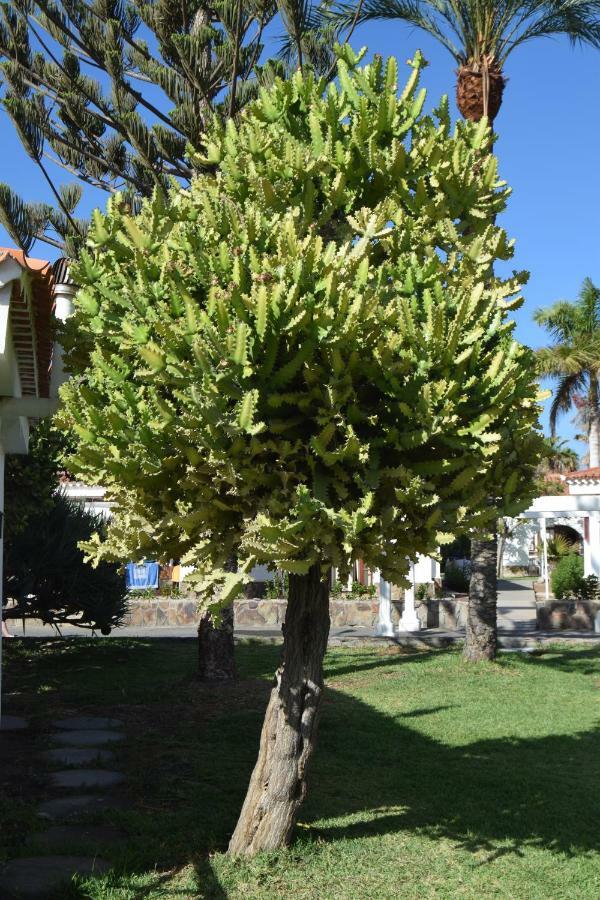 Parque Golf Fresh Appartement Maspalomas  Buitenkant foto